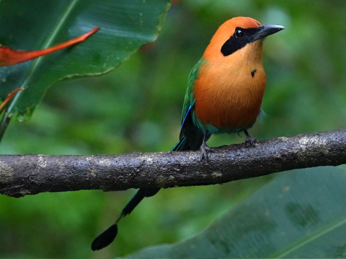 brightly coloured rufous-motmot bird perched on branch