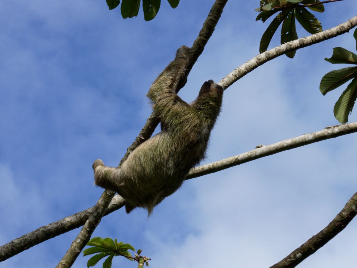 sloth climbing cecropia tree with blue sky behind