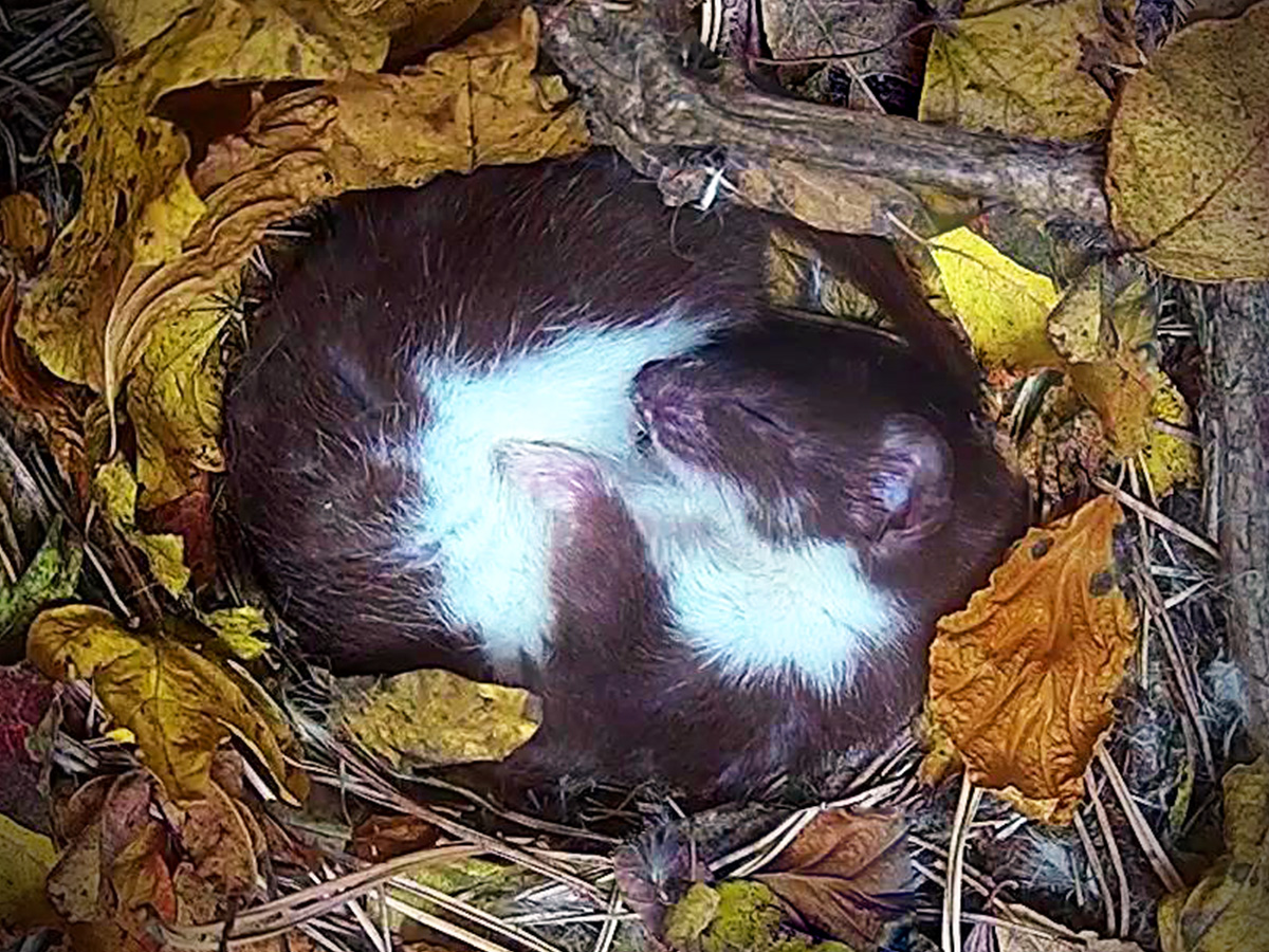 stoat sleeping on bed of autumn leaves