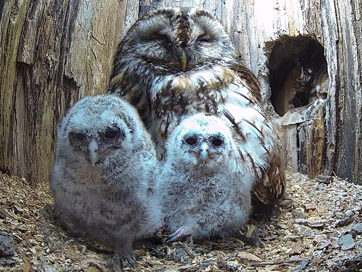 tawny owl adopts two foster chicks in nest with chicks in front of her