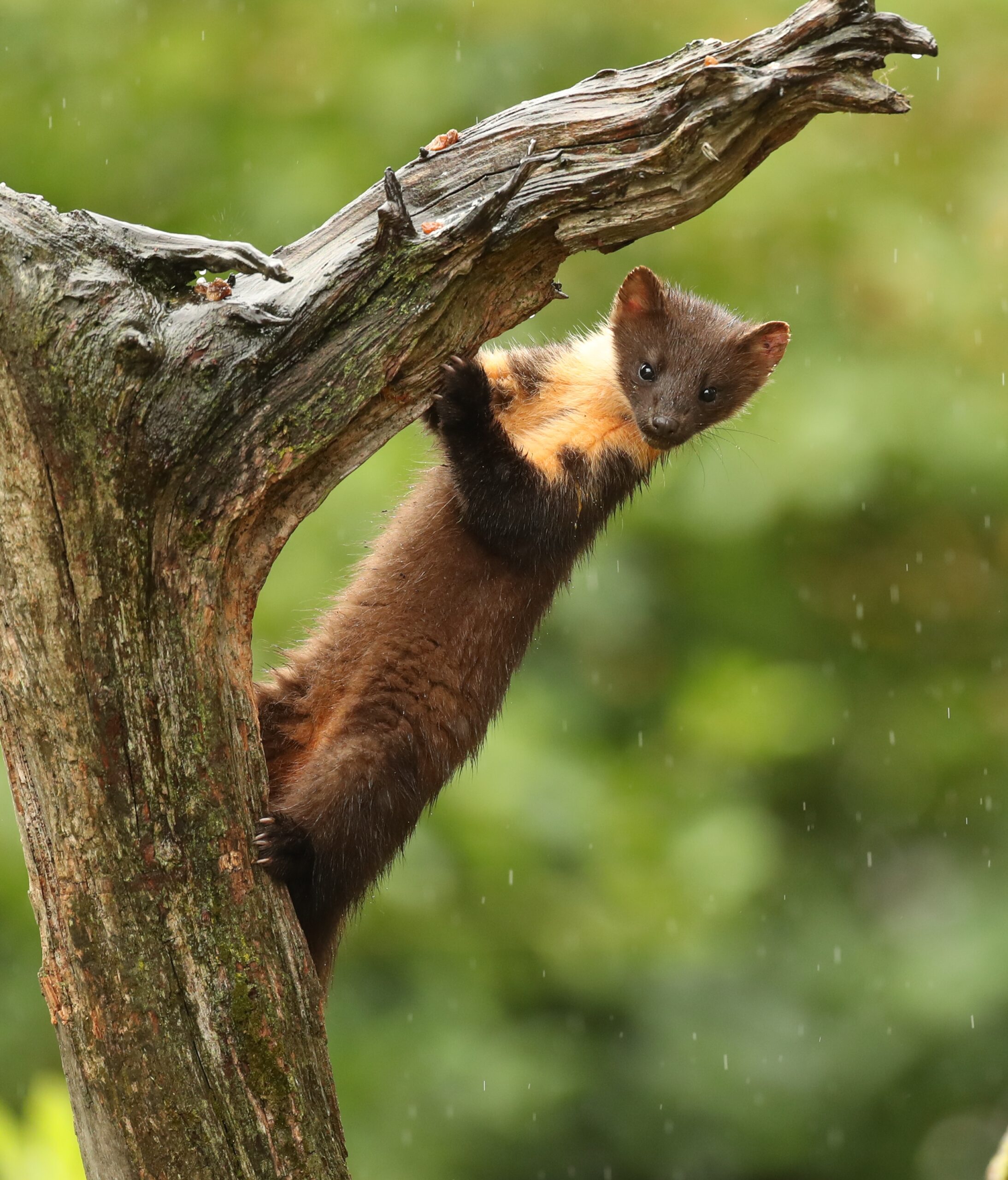 pine marten clinging to a tree trunk in the rain