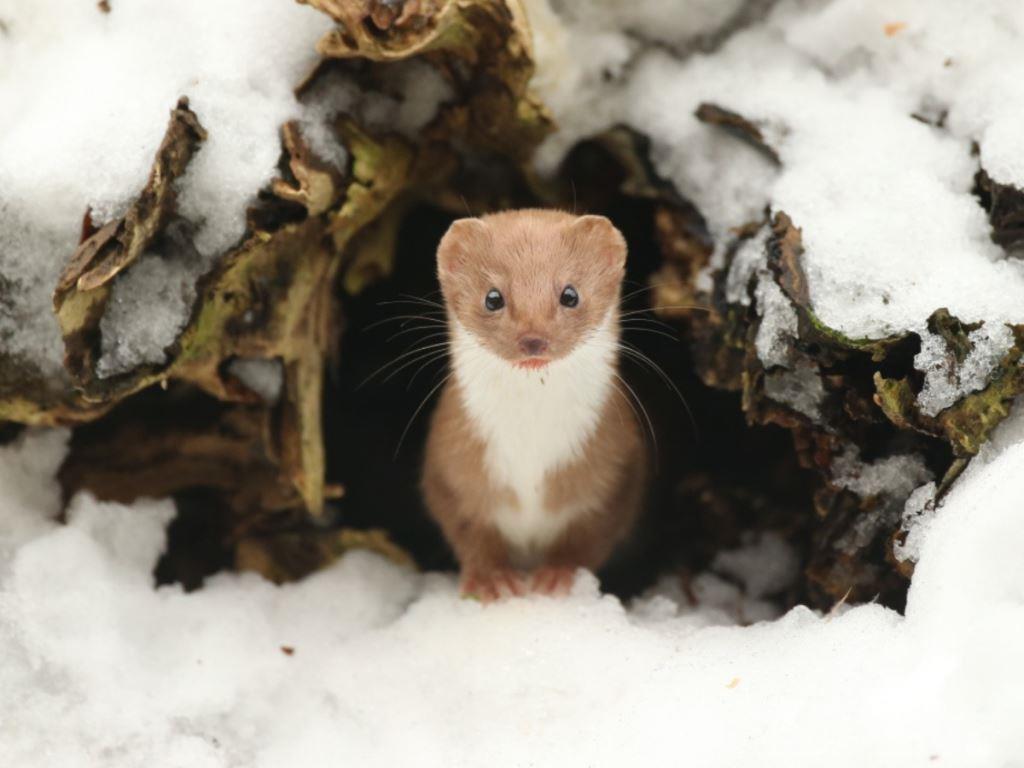 Animals in snow | A wild winter wonderland in Yorkshire - Wildlife Artist  Robert E Fuller