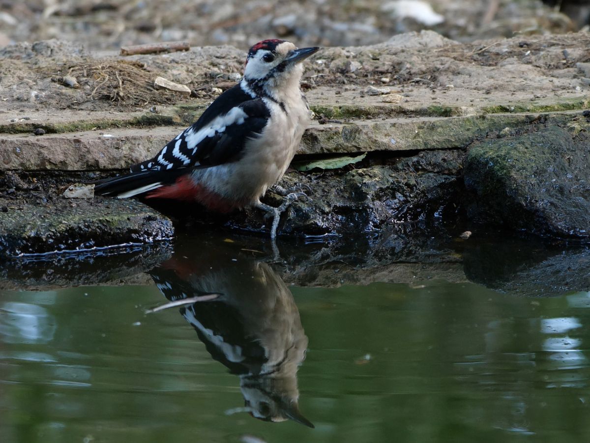Woodpecker drinking at the pond