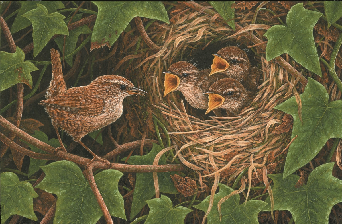 painting of wren with chcisk in nest surrounded by ivy